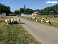 แกะตัวผู้, Dorper sheep — รูปภาพ 7