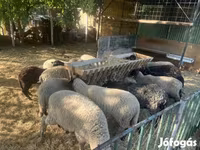 Pecora, White Suffolk sheep — foto 1
