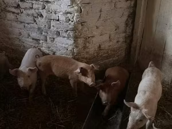 Мэгж, Крупная белая