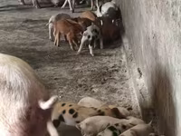பெண் பன்றி, பன்றிகள் — புகைப்படம் 4