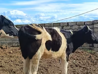 Ko, Simmental cattle — foto 6