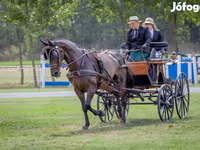Pastuv, Nonius horse — fotografija 7