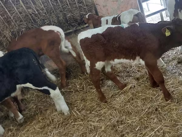 Bulle, Simmental cattle