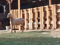 แกะตัวผู้, Rhon sheep — รูปภาพ 3