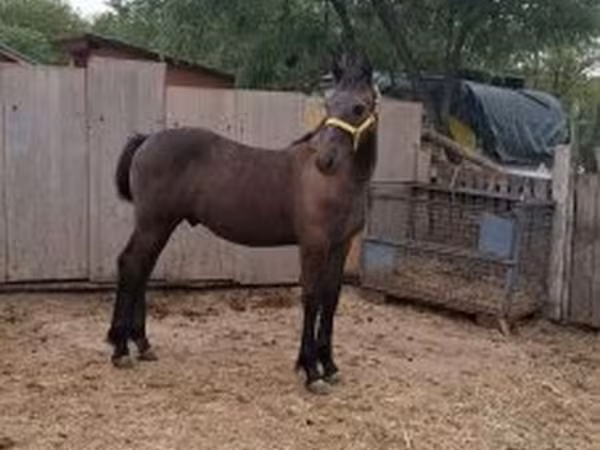 Caballo, Lipizzaner