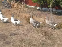 Geese — fotografija 4
