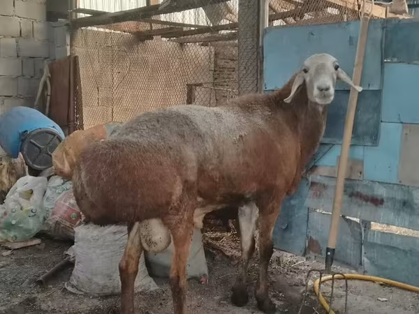 Ram, Arashan sheep — Kyrgyzstan