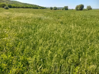 Fîn de pe malul Prutului — sawirka 2
