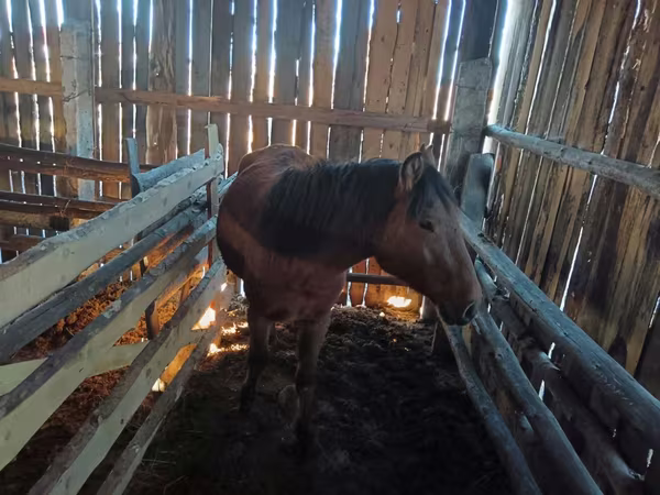 مادیان, Yakutian horse
