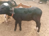 Lembu betina, Cattle — foto 2