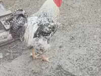 Chickens — foto 4