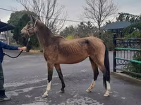 ม้าตัวเมีย, Akhal-Teke — รูปภาพ 2