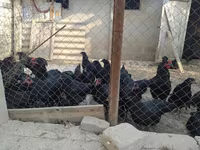 Chickens — عکس 4