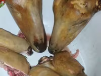 قوچ, گوسفند — عکس 4