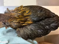 Araucana — Foto 1