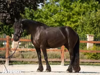 Farasi jike, Friesian — picha 2