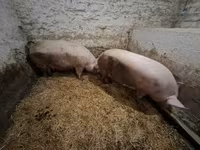 Porca — foto 3