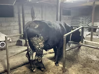 วัวตัวผู้, Swiss cattle — รูปภาพ 3