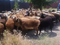 Ram, Sheep — photo 4