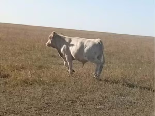 Bou, Bovine