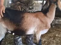 Ямаа, Nubian Goat — 3 зураг