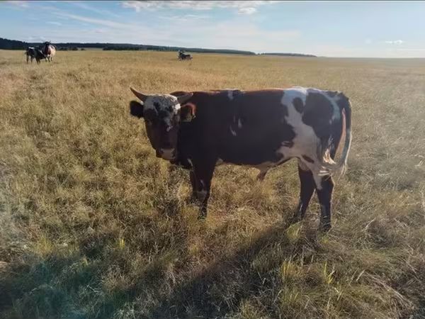Lembu betina, Russian Black pied cattle