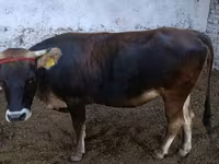 Dibi, Alatau breed — sawirka 3