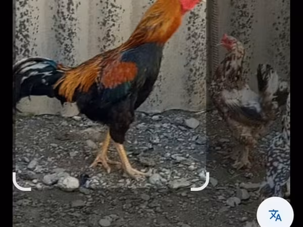 Ayam Cemani