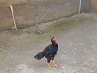 Chickens — Foto 5
