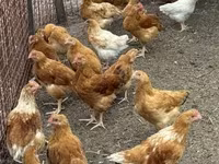 Chickens — รูปภาพ 1