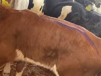 Cattle (batch, sex not specified), Simmental cattle — photo 1