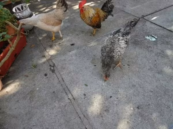 Japansk Bantam