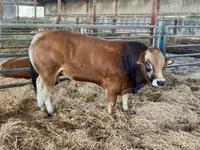 سانڈ, Partenaise cattle — تصویر 1