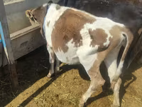Krava, Simmental cattle — fotografija 2