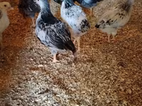 Chickens — foto 6