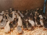 Guinea fowl — φωτογραφία 3