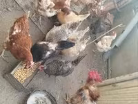 Chickens — fotografija 2