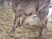 Lembu betina, Limousin cow — foto 3