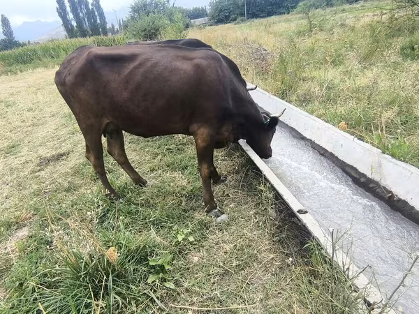 Krowa, Bydło — Kirgistan