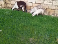 Koza, Saanen goat — fotografija 3