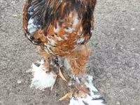 Brahma — foto 3