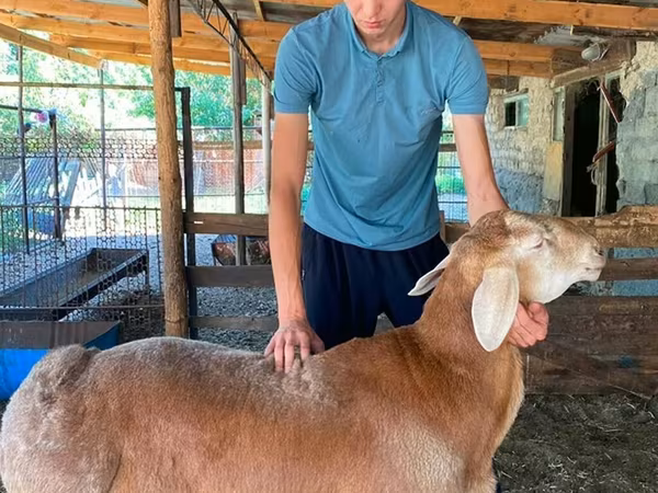 Baran, Edilbay sheep
