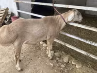 แกะตัวผู้, Rhon sheep — รูปภาพ 1