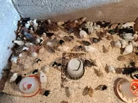 Chickens — foto 3