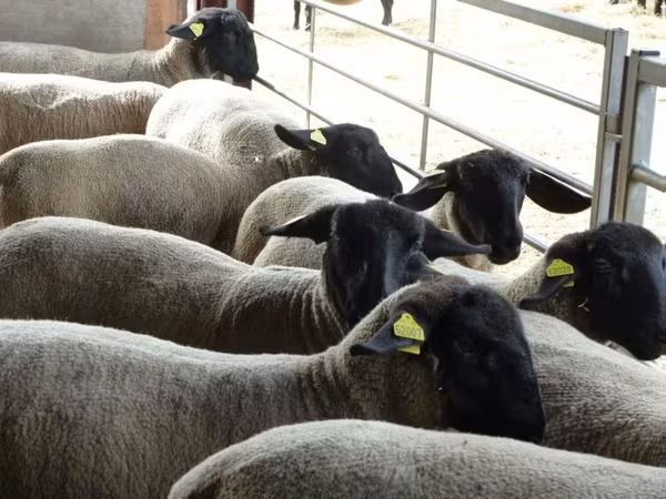 میش, White Suffolk sheep
