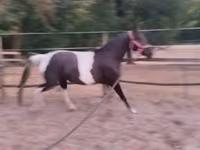 კვიცი, Appaloosa — ფოტო 6