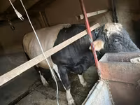 Býk, Russian Black pied cattle — foto 3