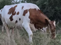 Ko, Simmental cattle — foto 5