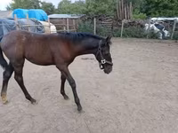 Кобила, Lipizzaner — снимка 1