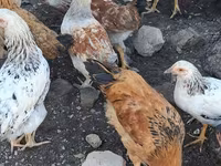 Chickens — รูปภาพ 4